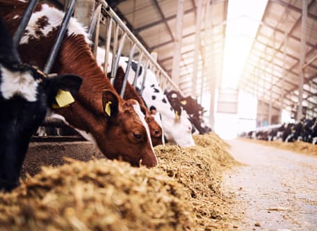 Agriculture property monitored by Video Shield video surveillance